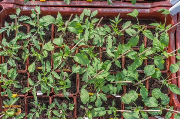 tomates plants 28 mars 2019