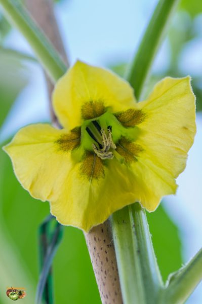 tomatillos 30 avril 2019