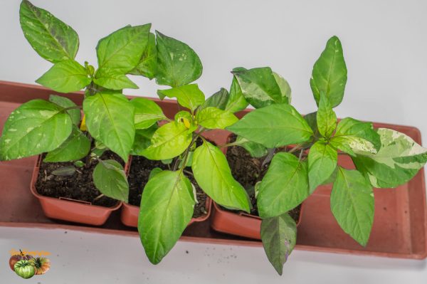 tricolor variegata 24 janvier 2019 2