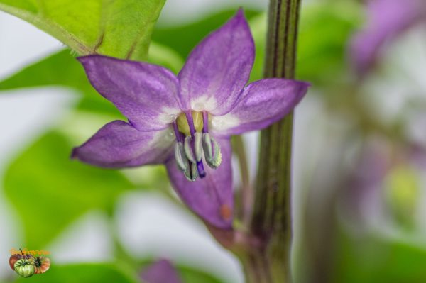 trinidad purple coffee 