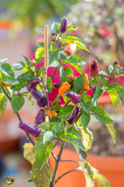 trinidad purple coffee 22 mai 2019