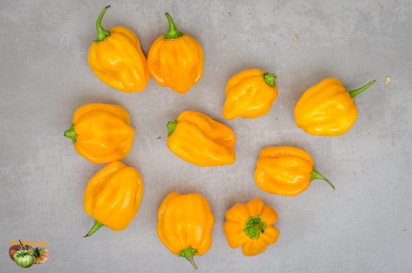 WEST INDIAN YELLOW HABANERO - Image 2