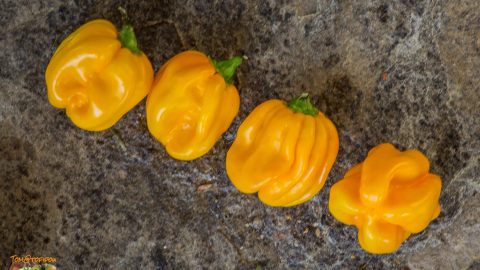 WEST INDIAN YELLOW HABANERO