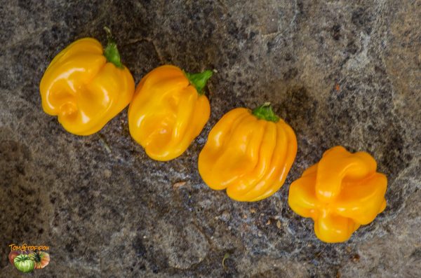 west indian yellow habanero