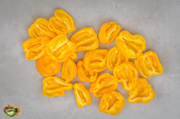 WEST INDIAN YELLOW HABANERO - Image 3