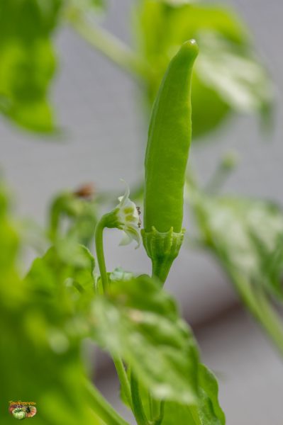 white habanero 28 mars 2019 2