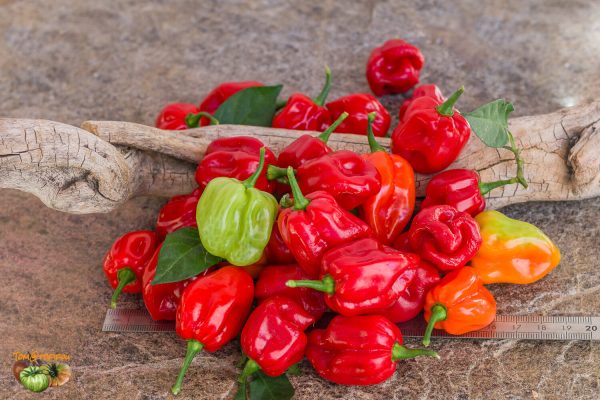 tobago seasoning 24 août 2022 2