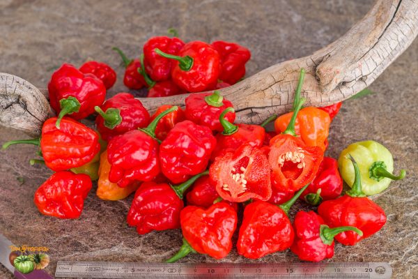 aji dulce porto rico 24 août 2022 3