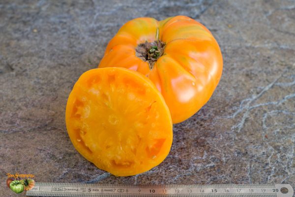 amana orange 26 juillet 2022 3