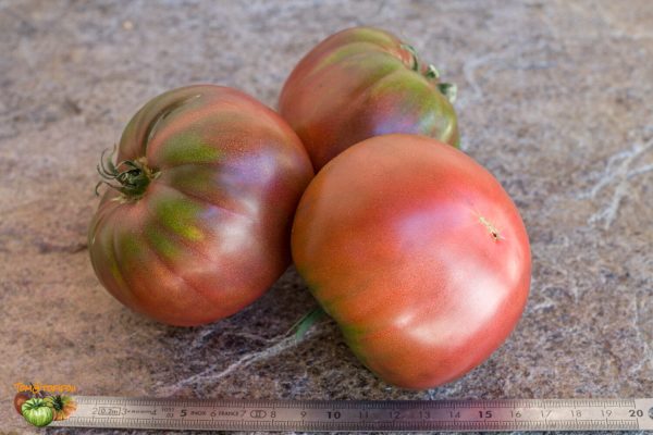 BLACK KRIM - Image 2