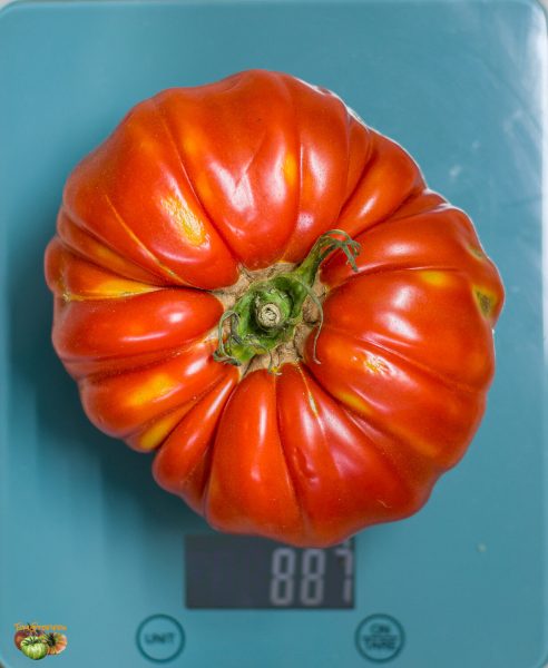 gigante farina 03 août 2022