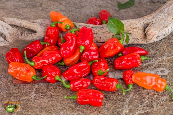grenada seasoning 24 août 2022 2