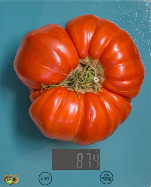 grosse plate du portugal 08 août 2022 2