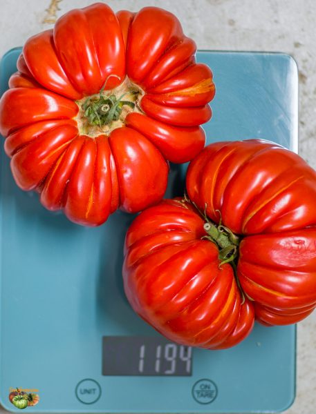 marmande garnier 03 août 2022
