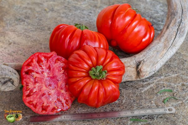 marmande garnier 20 août 2022 3