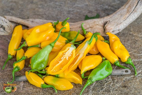 santa lucia seasoning yellow 24 août 2022 3