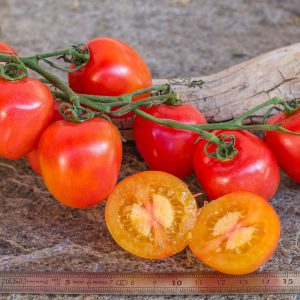 karma apricot