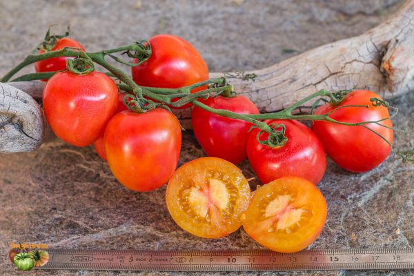 karma apricot