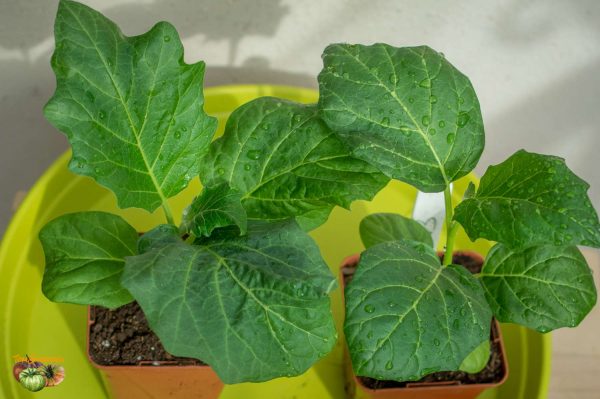 aethiopicum 03 mars 2018 2