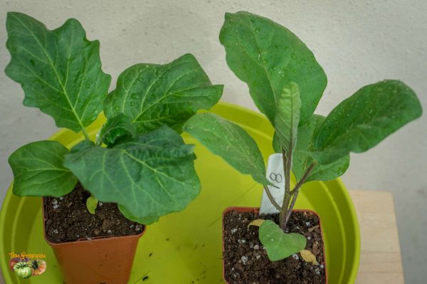 aethiopicum vs melongena