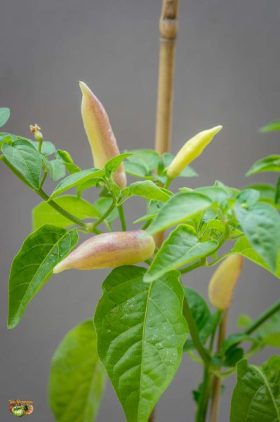 aji challuaruro 12 mai 2018 2