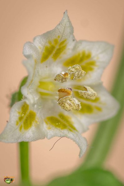 aji challuaruro 23 mars 2018 2 2