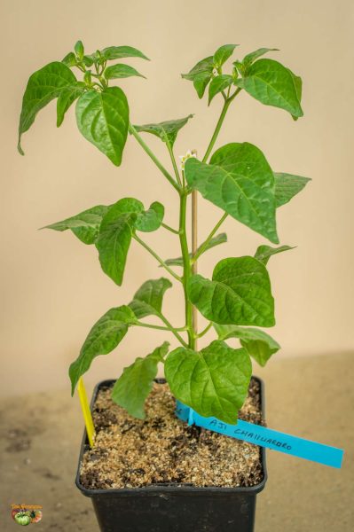 aji challuaruro 23 mars 2018