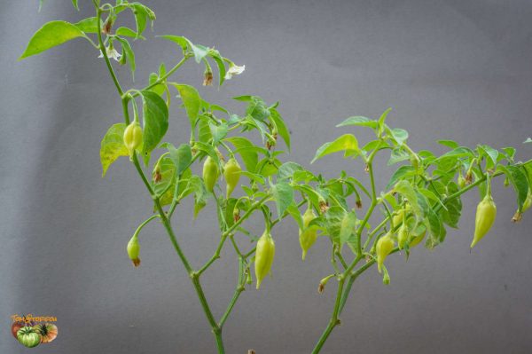 aji habanero 12 mai 2018