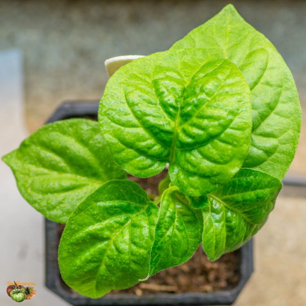 aji habanero 20 janvier 2018 2