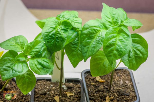 aji habanero 26 janvier 2018 2