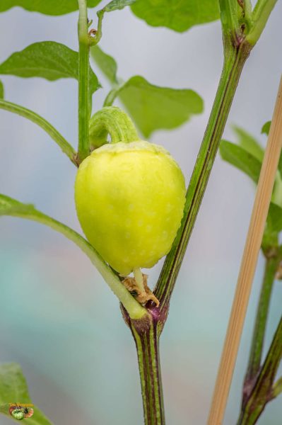 alma paprika 12 avril 2018