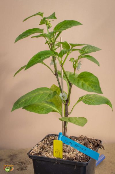 alma paprika 23 mars 2018
