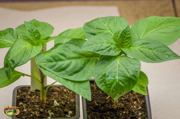 alma paprika 26 janvier 2018 2