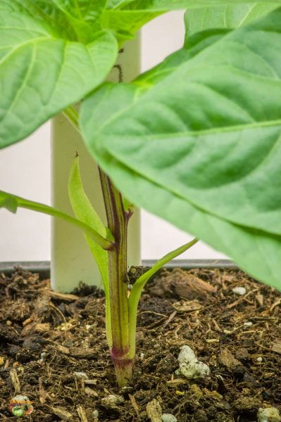 alma paprika 26 janvier 2018