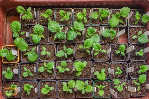 aubergines 03 février 2018