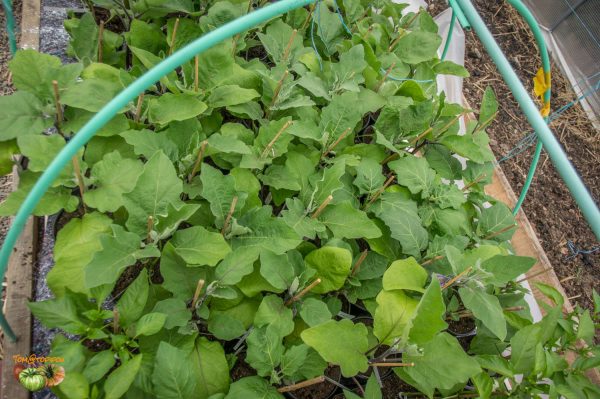 aubergines 13 avril 2018 2
