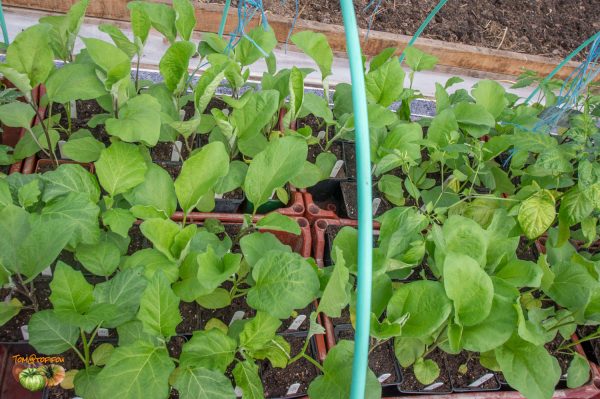 aubergines 16 mars 2018