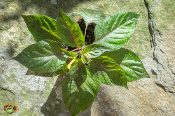 cheiro roxa 03 mars 2018