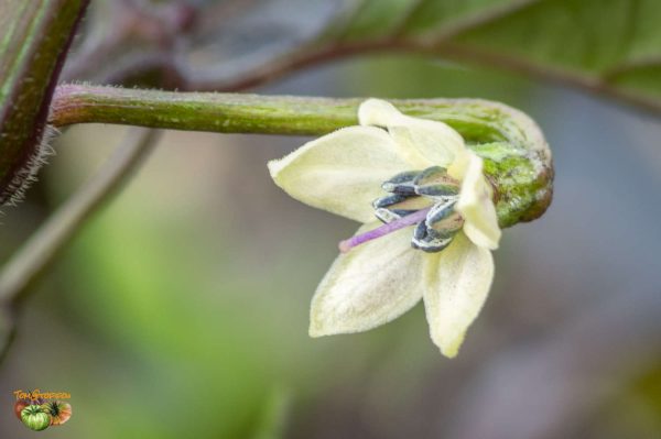 cheiro roxa 28 avril 2018 3