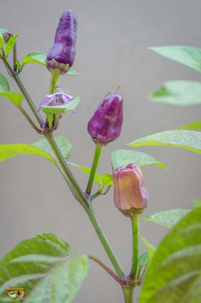 chinese 5 colors 12 mai 2018