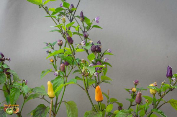 ecuador purple 08 mai 2018 2
