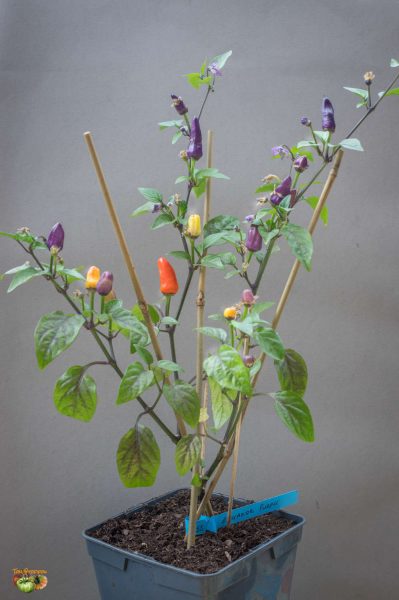 ecuador purple 12 mai 2018