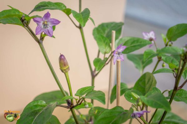 ecuador purple 23 mars 2018 2 3 3