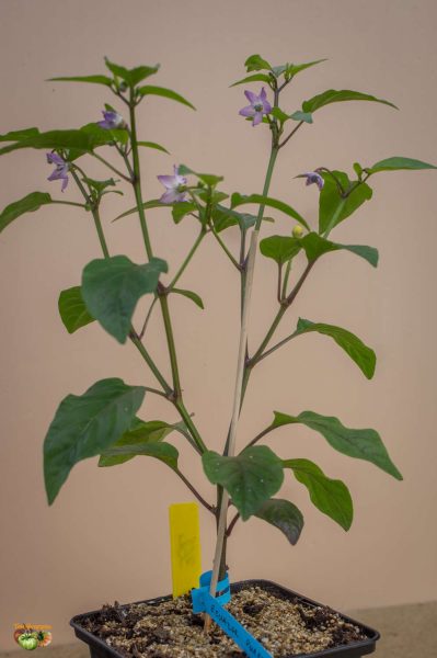 ecuador purple 23 mars 2018