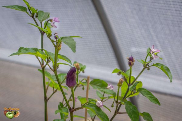 ecuadorian purple 05 avril 2018 2