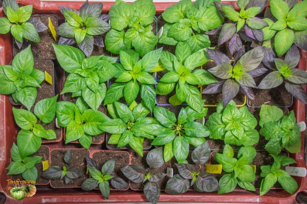 piments 03 février 2018 2