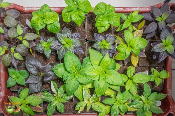 piments 03 février 2018