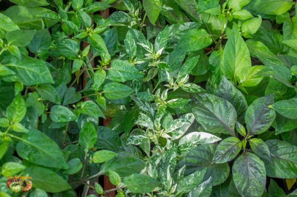 piments 03 mars 2018 2