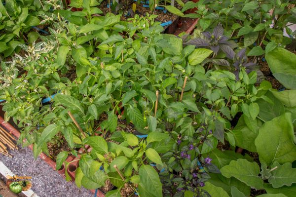 piments 05 avril 2018