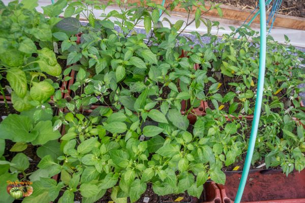 piments 16 mars 2018 3